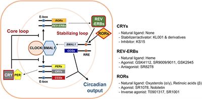 Small Molecule Modulators of the Circadian <mark class="highlighted">Molecular Clock</mark> With Implications for Neuropsychiatric Diseases